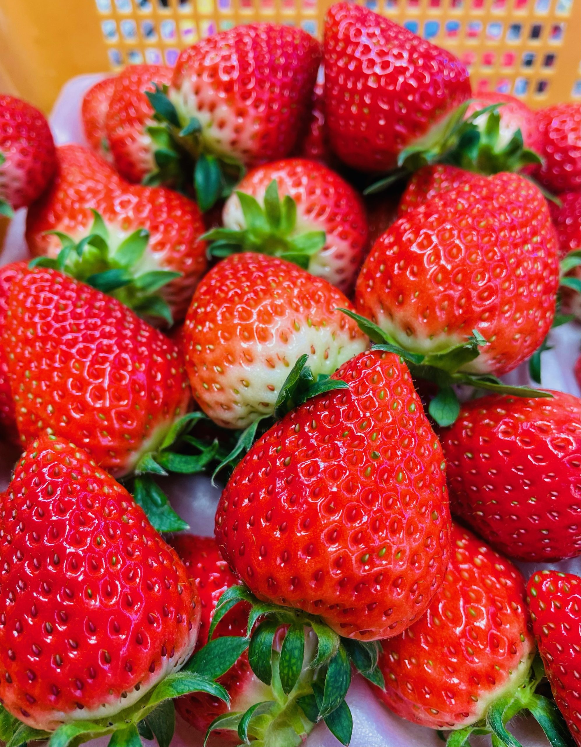 いちごだよ 新品種】三重県産いちご「うた乃」250g×2パック ※配送日指定不可: 三重